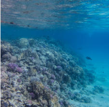 Abu Dabab, Badebucht, Tolle Korallen, Fotoschlumpfs Abenteurreisen