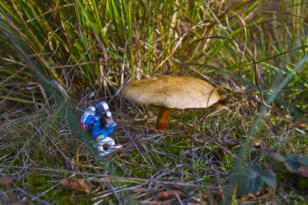 Der Pilz © Fotoschlumpfs Abenteuerreisen