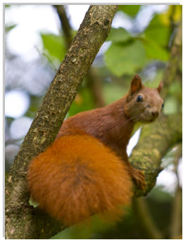 Fotoschlumpfs Abenteuer kennt auch den Onkel von Kai.Uwe, dem Eichhörnchen