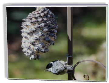 Fotoschlumpfs Abenteuer-Garten und die Kohlmeise