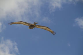 Fotoschlumpfs am Strand von Anna-Maria-Island