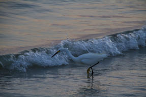 Am Strand von Captiva Island. (c) Fotoschlumpfs Abenteuerreisen