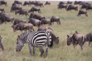 Massai Mara © Fotoschlumpfs Abenteuerreisen