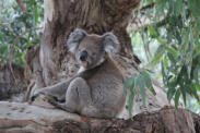 Koalabär in New South Wales © Fotoschlumpfs Abenteuerreisen