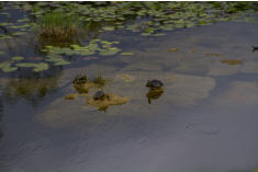 Fotoschlumpfs Abenteuerreisen in den Everglades