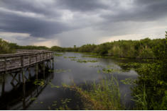 Fotoschlumpfs Abenteuerreisen in den Everglades