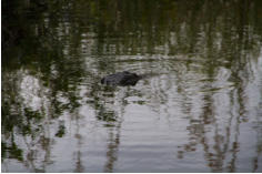 Fotoschlumpfs Abenteuerreisen in den Everglades