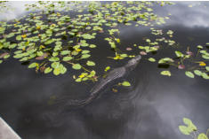 Fotoschlumpfs Abenteuerreisen in den Everglades