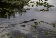 Fotoschlumpfs Abenteuerreisen in den Everglades