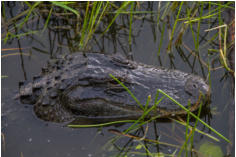 Fotoschlumpfs Abenteuerreisen in den Everglades