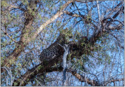 Fotoschlumpf und der Leopard in Okonjima