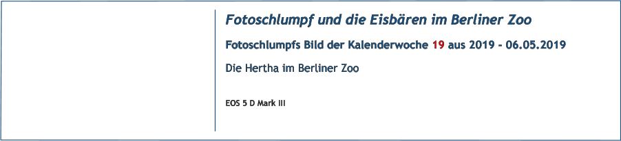 Fotoschlumpf und die Eisbären im Berliner Zoo Fotoschlumpfs Bild der Kalenderwoche 19 aus 2019 - 06.05.2019 Die Hertha im Berliner Zoo  EOS 5 D Mark III