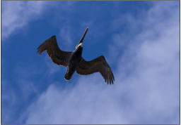 Fotoschlumpf und der Flug des Pelikans