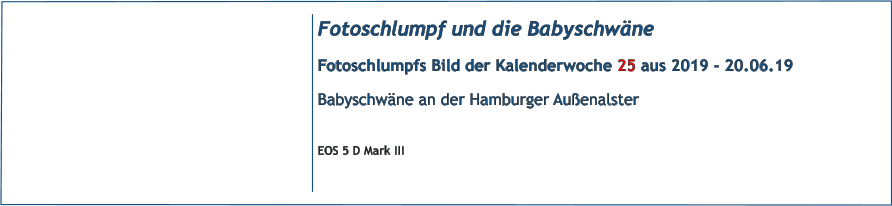Fotoschlumpf und die Babyschwäne Fotoschlumpfs Bild der Kalenderwoche 25 aus 2019 - 20.06.19 Babyschwäne an der Hamburger Außenalster  EOS 5 D Mark III