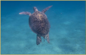 Die Schildkrte in Abu Dabab