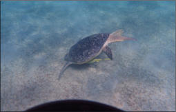 Schildkrte im Meer (c) Fotoschlumpfs Abenteuerreisen