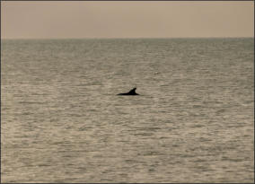 Fotoschlumpf und die Delfine vor Sanibel Island (c) Fotoschlumpfs Abenteuerreisen