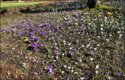 Fotoschlumpf und die Blumenwiese vor dem #Bergedorfer Schloss (c) Fotoschlumpfs Abenteuerreisen