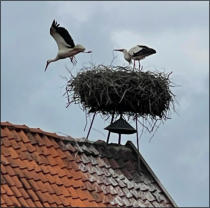 Fotoschlumpf und der #Störche  in #Schleswig Holstein