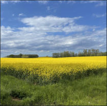 Fotoschlumpf und der #Raps #blauer Himmel