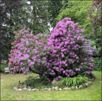 Fotoschlumpf und der #Rhododendron in #Bergedorf