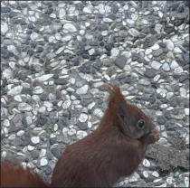 Fotoschlumpf und der #Eichhörnchen-Wintervorosorge