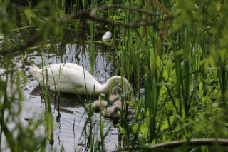 Schwanenbabies an der Außenalster (c) Fotoschlumpfs Abenteuerreisen