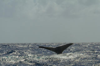 Die Flosse ein Buckelwals vor Barbados @ Fotoschlumpfs Abenteuer