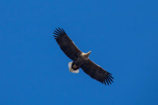 Seeadler über Hamburg (c) Fotoschlumpfs Abenteuerreisen