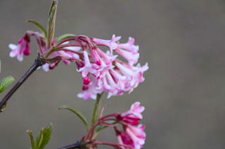 Frühling in Deutschland (c) Fotoschlumpfs Abenteuerreisen