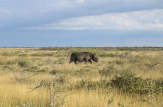 Nashorn in der Ethosha Pfanne (  (c) Fotoschlumpfs Abenteuerreisen