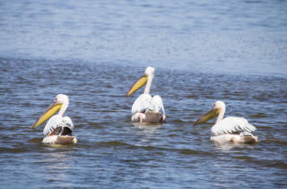 Pelikane vor der Walvis Bay  (c) Fotoschlumpfs Abenteuerreisen