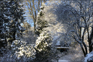 Blick in den Schneegarten (c) Fotoschlumpfs Abenteuerreisen