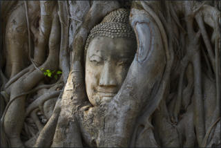Ayutthaya - der Buddha im Baum (c) Fotoschlumpfs Abenteuerreisen