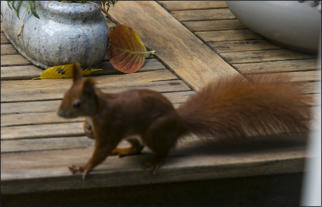 Eichhörnchen im Garten (c) Fotoschlumpfs Abenteuerreisen