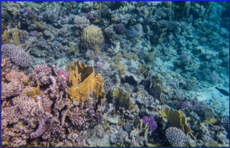 Schnorcheln im Roten Meer (c) Fotoschlumpfs Abenteuerreisen
