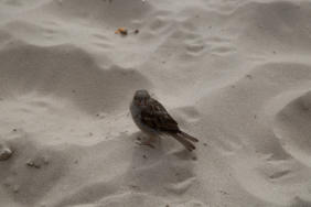 Usedom, Deutschlands zweitgrte Insel. Impressionen von Fotoschlumpfs Abenteuerreisen