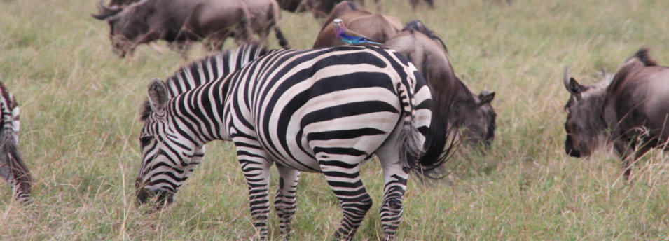 Zebras in der Masai Mara.   Fotoschlumpfs Abenteuer!
