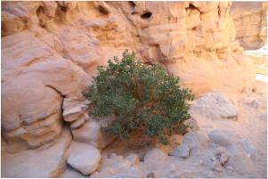 Coloured Canyon auf der Sinai-Halbinsel.