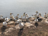 Fotoschlumpfs auf Helgoland (c) Fotoschlumpfs Abenteuerreisen