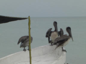 Impressionen der Insel Holbox  Fotoschlumpfs Abenteuerreisen