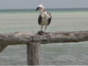 Impressionen der Insel Holbox  Fotoschlumpfs Abenteuerreisen