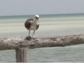 Impressionen der Insel Holbox  Fotoschlumpfs Abenteuerreisen