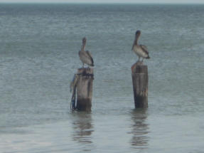 Impressionen der Insel Holbox  Fotoschlumpfs Abenteuerreisen