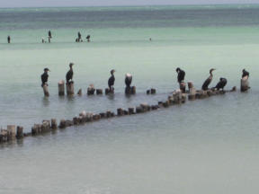 Impressionen der Insel Holbox  Fotoschlumpfs Abenteuerreisen