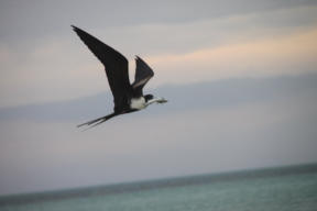 Impressionen der Insel Holbox  Fotoschlumpfs Abenteuerreisen