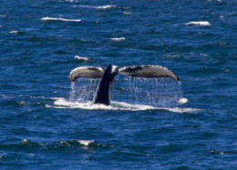 Fotoschlumpfs Abenteuerreisen auf Whalewatchingtour vor Cape Cod