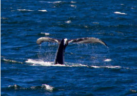 Fotoschlumpfs Abenteuerreisen auf Whalewatchingtour vor Cape Cod