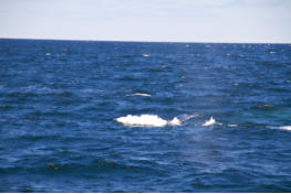 Fotoschlumpfs Abenteuerreisen auf Whalewatchingtour vor Cape Cod