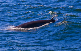 Fotoschlumpfs Abenteuer und die Wale vor Cape Cod!